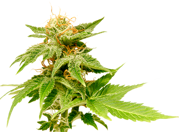 0 Comments - Flowering Weed Png (588x436), Png Download