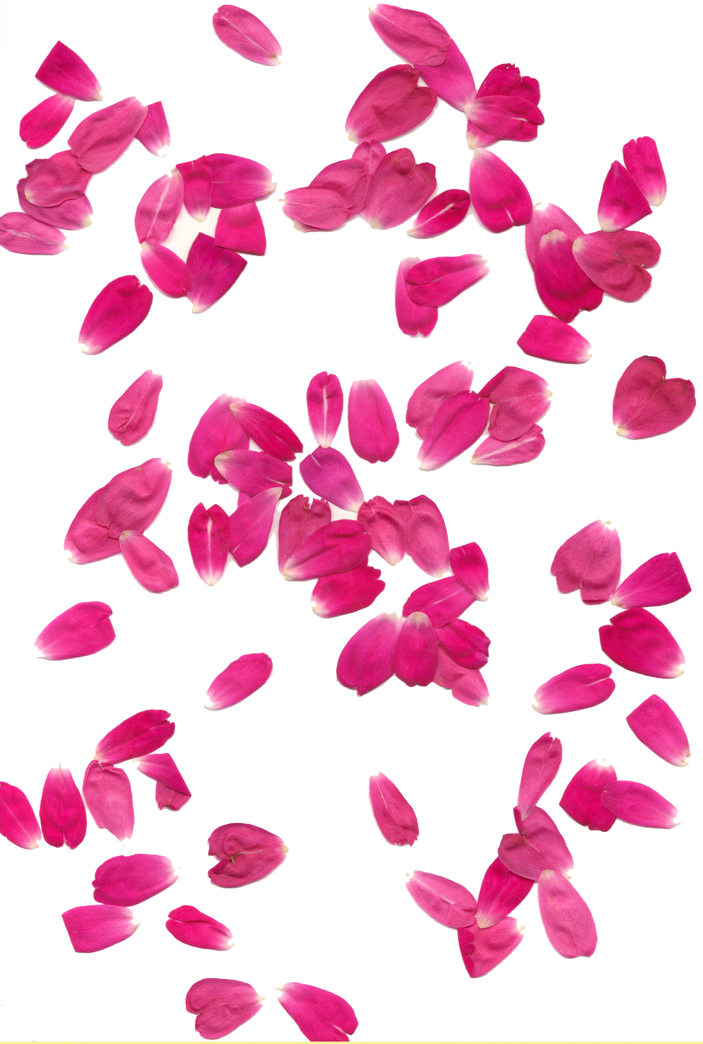 Rose Petals Transparent Background - Pink Flower Petal Png (1024x1521), Png Download