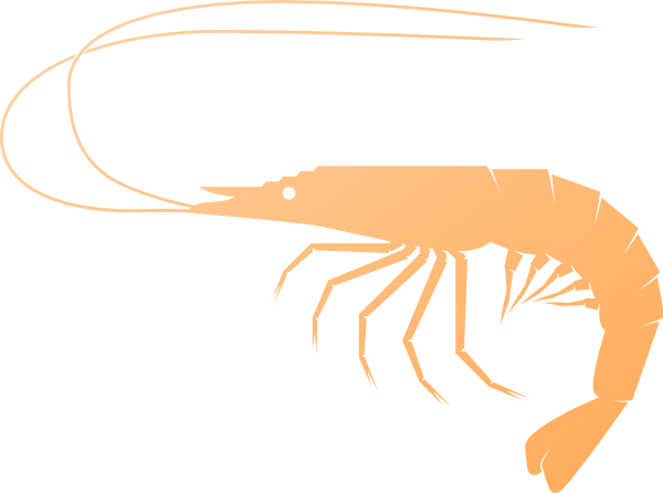 Shrimp Clip Art At Clker - Prawn Clipart Png (600x446), Png Download