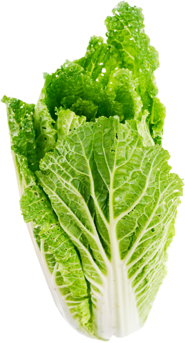 Lettuce Leaf Png Clipart Royalty Free Library - Lettuce Png (500x753), Png Download