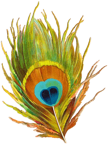 Png Black And White Library And Krishna K Pictures - Peacock Feather Clip Art Png (480x600), Png Download