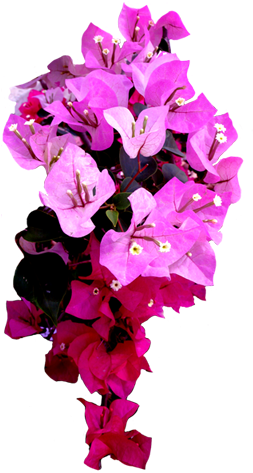 Thai Flower Clip Art - Bougainvillea Flower Png (265x472), Png Download