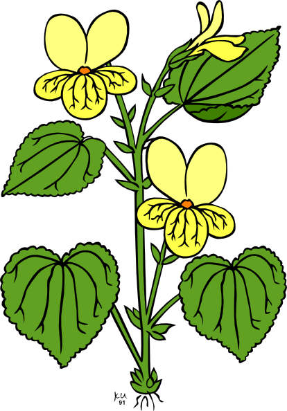 Wildflower Clipart Small Plant - Small Plants Clipart (414x594), Png Download