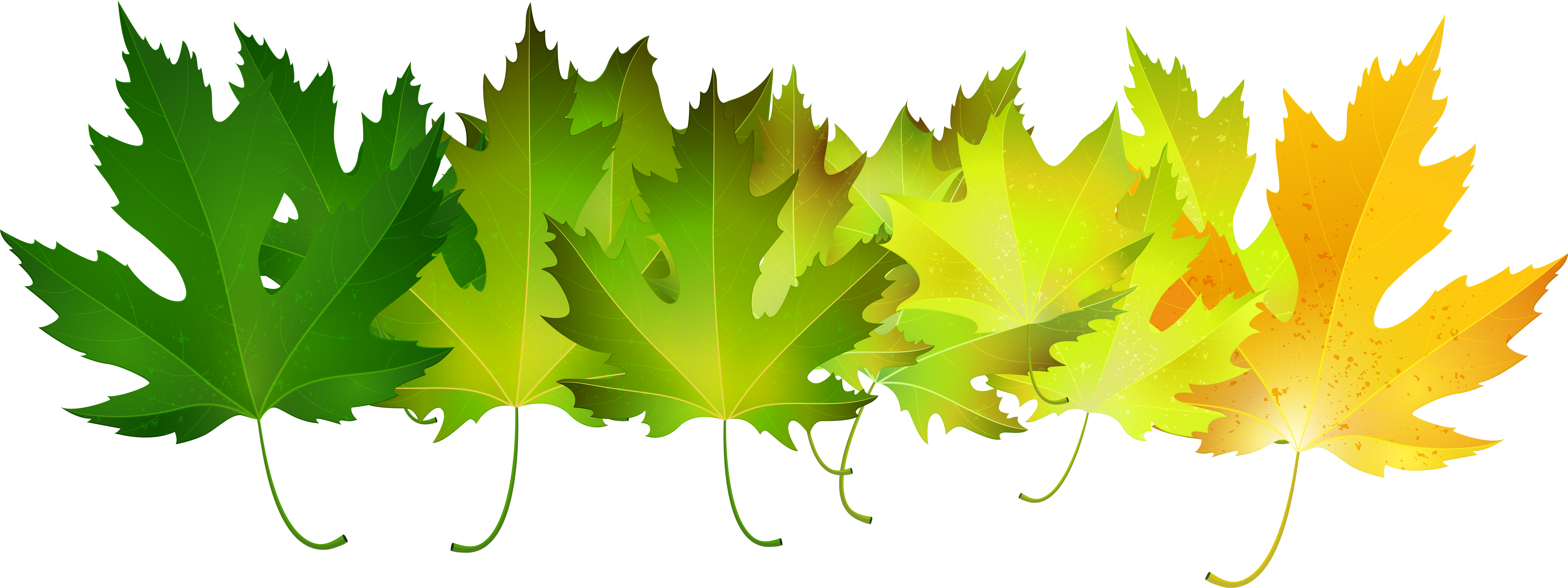 Autumn Leaves Transparent Clip Art Image Gallery - Maple Leaf (8000x3031), Png Download