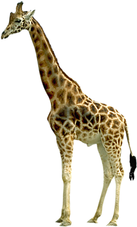 Giraffe Psd (310x500), Png Download