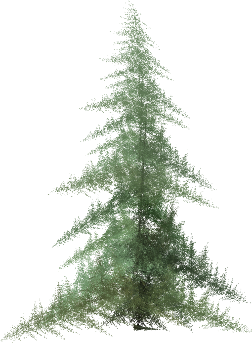 Ifs Pine - Christmas Pine Tree In Watercolor (768x1024), Png Download