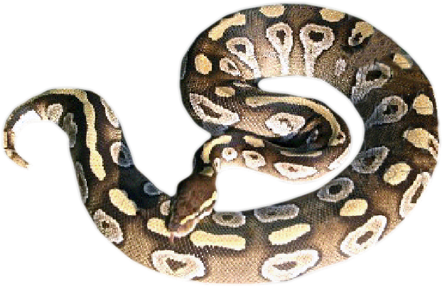Mojave - Hognose Snake (758x600), Png Download
