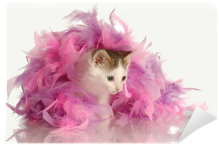 White Feather Boa Png - Kitten (400x400), Png Download