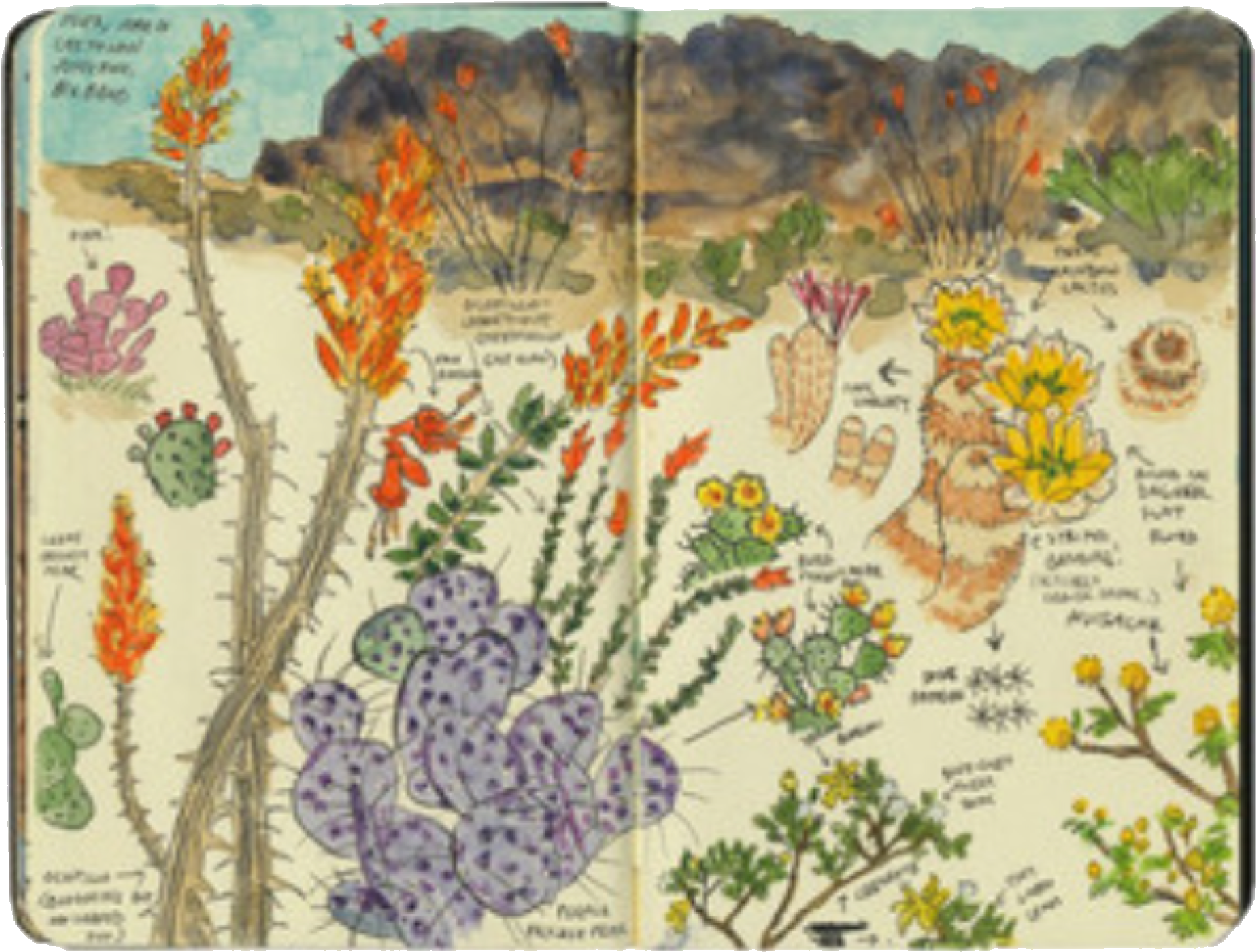 Illustration By Chandler O'leary - Big Bend Cactus (2048x1630), Png Download