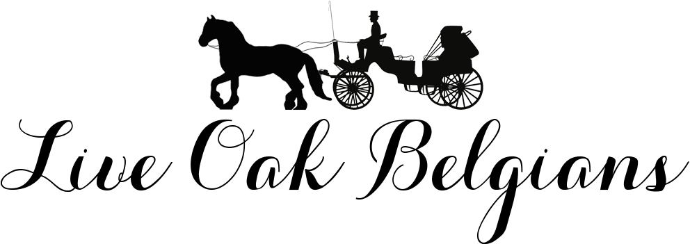 Back Home - Pferd Und Buggy Kaffeetasse (1000x400), Png Download