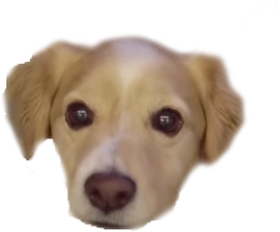 Charles Barkley - Labrador Retriever (1280x800), Png Download
