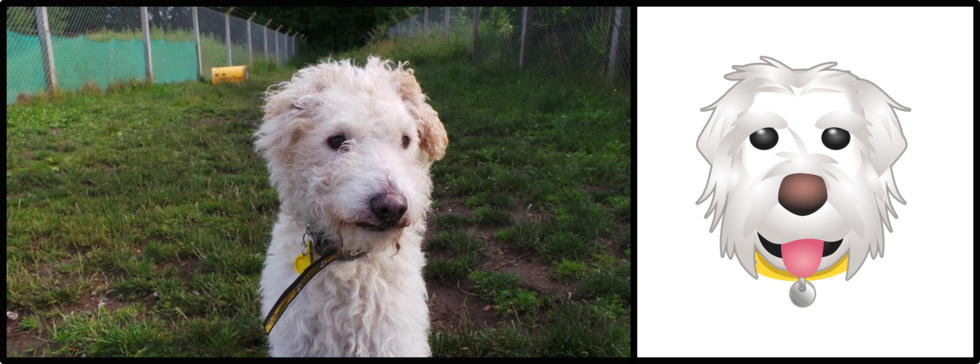 Darcy - Dogs Trust Glasgow (980x364), Png Download