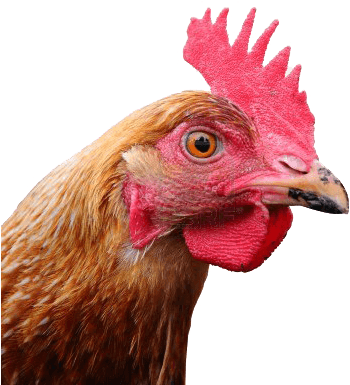 Chicken Head Transparent Background (400x400), Png Download