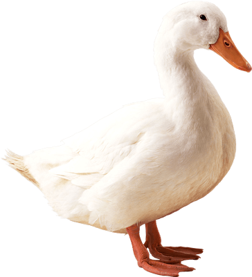 Duck Png (400x400), Png Download