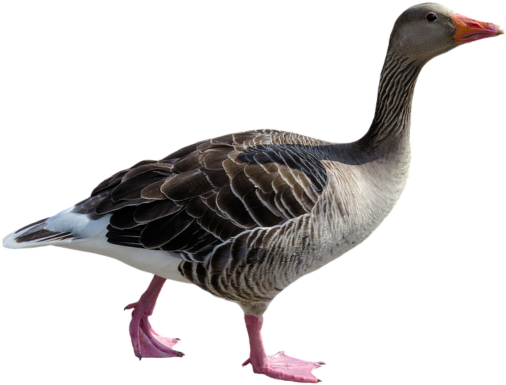 Animal, Goose, Poultry, Bird, Bill, Feather, Isolated - Animals With Feather (960x720), Png Download
