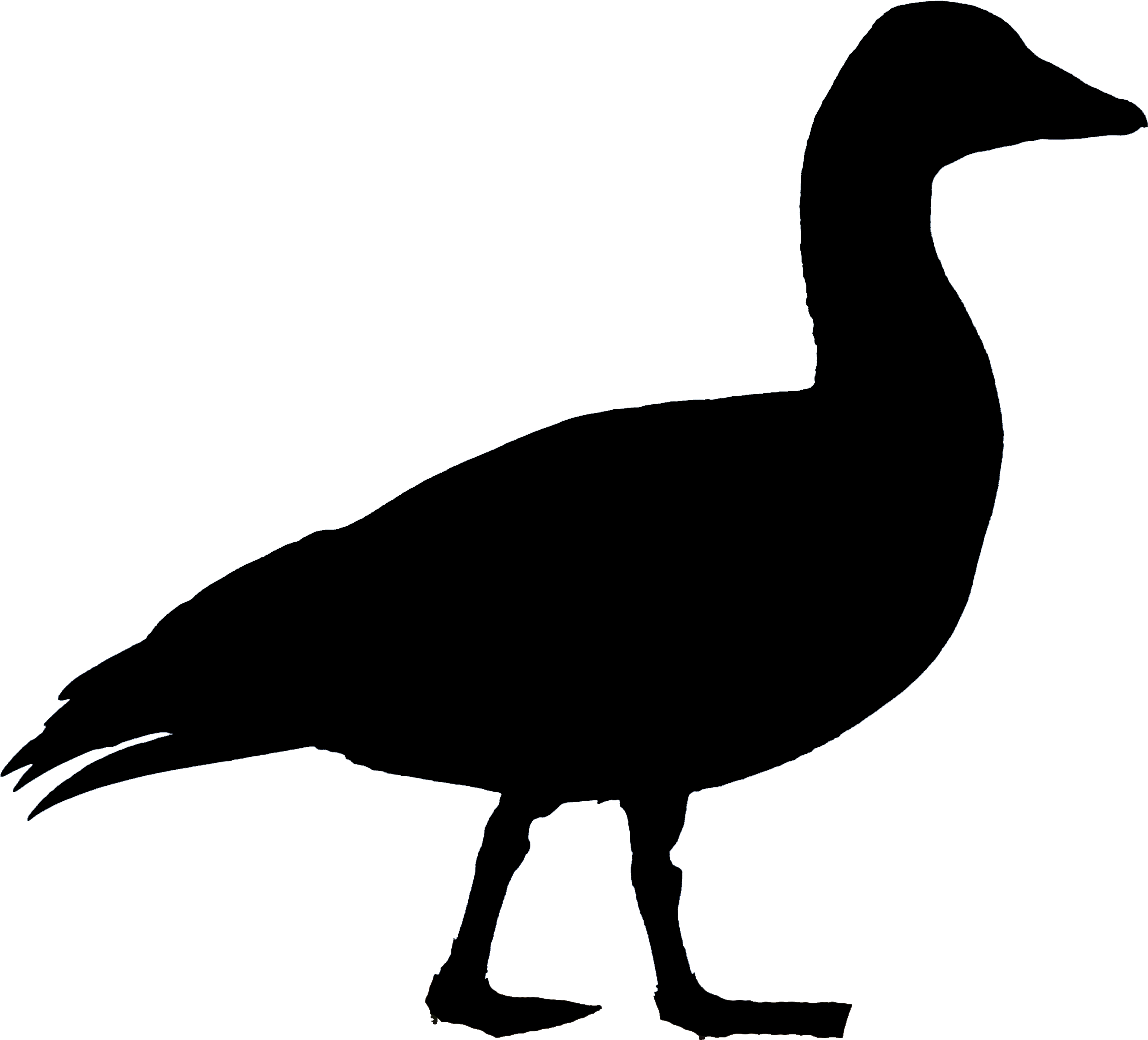Snow Goose White Seneca Co, Ny 26mar13 Kjm 2156-378 - Canada Goose Silhouette Png (2796x2538), Png Download