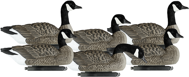Dakota Decoy Company X Treme Snows And Blues Home Of - Canada Goose (715x310), Png Download