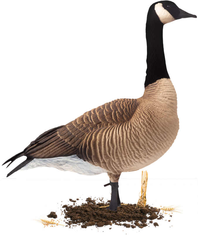 Decoy (675x800), Png Download