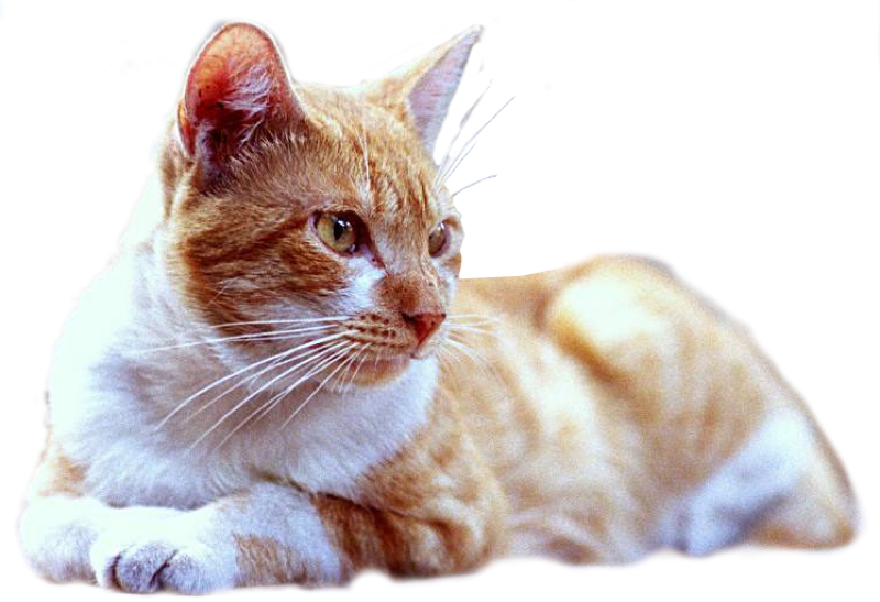 Cat,emoji,real,db 图层6 - Cat Lying Png (800x547), Png Download