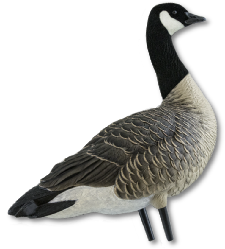 Image Of The Avian-x Canada Goose Full Body Decoy - Canada Goose (1000x1000), Png Download