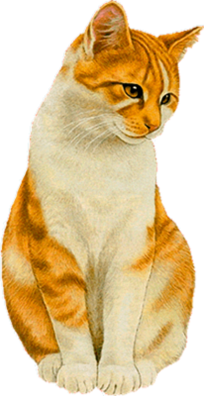 Cat,emoji,real,db Cat - Cat (412x800), Png Download