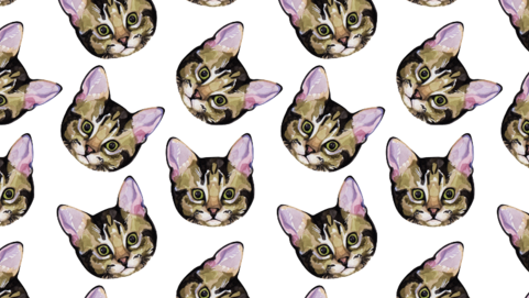 Danny - Imagenes De Fondo Gatitos (481x271), Png Download