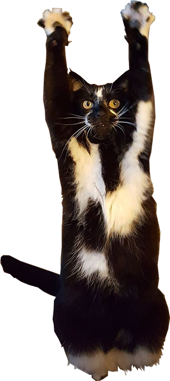 Cutout - Cat (335x749), Png Download