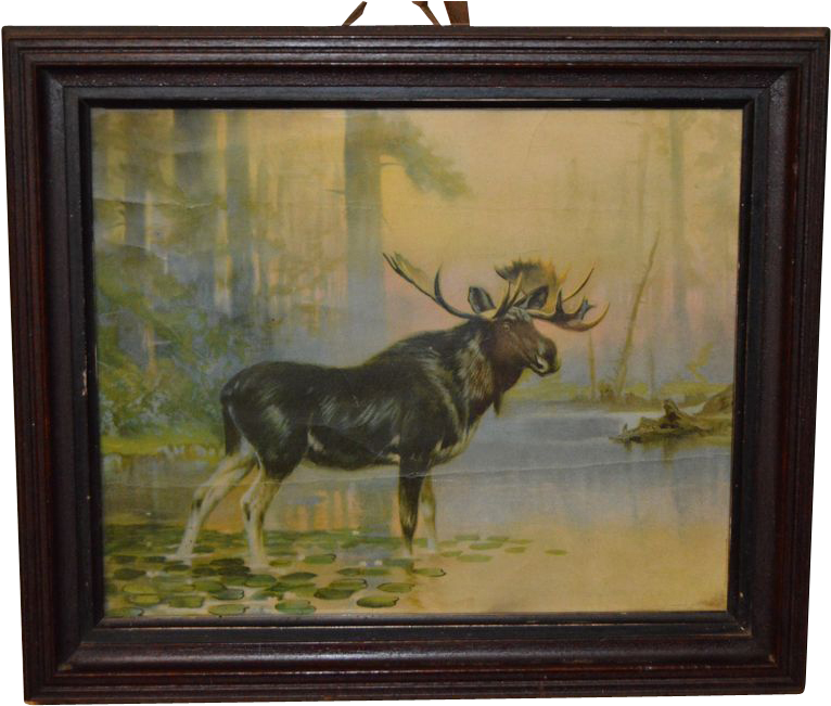 Antique Bull Moose Print Circa - Picture Frame (765x765), Png Download
