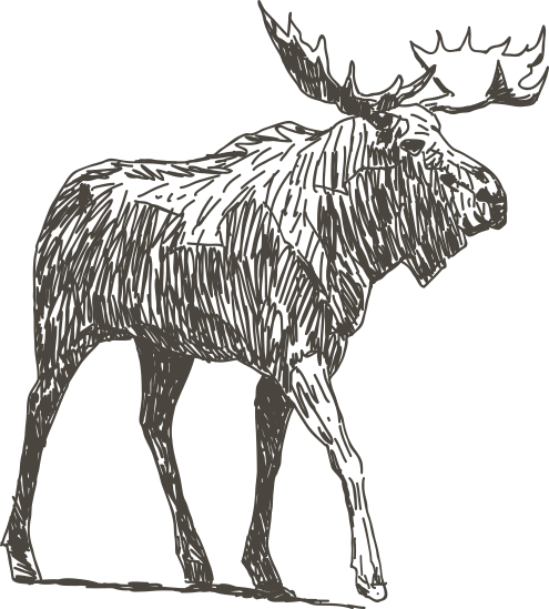 The Nakina Area Is Famed For Its Moose Population And - Animals Drawings (495x549), Png Download