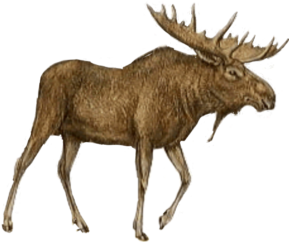 Caribou Vs Reindeer Vs Elk Vs Moose (574x480), Png Download