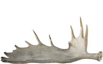 Moose Antlers Png Graphic Library Library - Moose Antler Png (375x400), Png Download