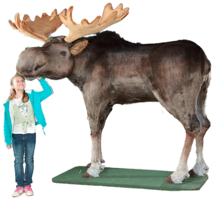 Giant Life Sized Faux Display Moose Huge Life Like - Statue (463x458), Png Download