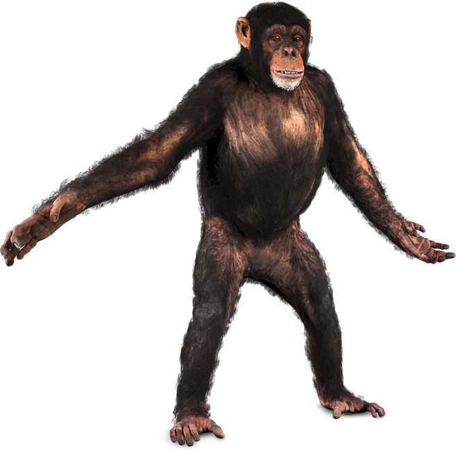 Greenscreen Animals - Chimpanzee Png (657x650), Png Download