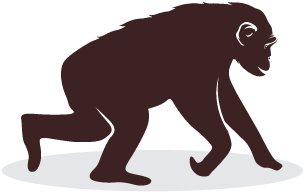 Oakland Zoo - Chimpanzee Icon (500x334), Png Download