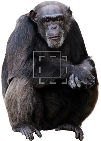 Parent Category - Sitting Monkey (450x450), Png Download