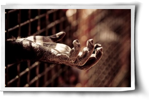 Chimpanzee Voices Plea Post Image - Animal Testing (500x344), Png Download
