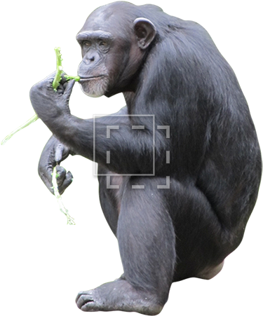 Parent Category - Chimpanzee With No Background (450x450), Png Download