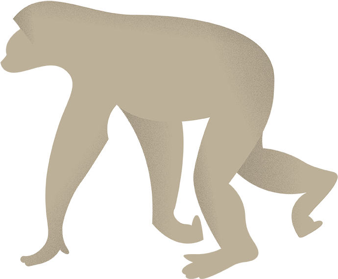 Chimp - Chimpanzee (735x615), Png Download