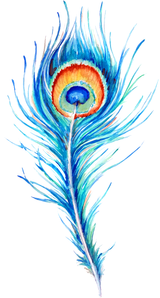 Peacock Feather Hand Drawn Illustration - Diseño Pavo Real Pluma (1024x1024), Png Download