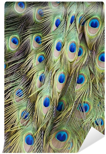 Single Peacock Feathers With Flute Png Download - Peacock Feather Background (400x400), Png Download