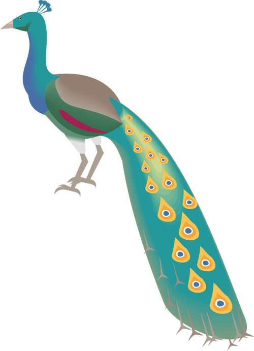 Plumage,free Vector Graphics - Gambar Kartun Burung Merak (500x691), Png Download