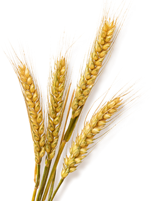Ramos De Trigo Png - Ramo De Trigo Em Png (300x400), Png Download