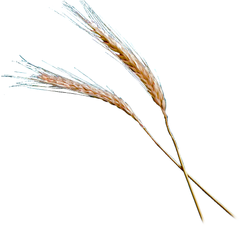 A Grain Of Wheat Ministries - Fio De Trigo Png (488x462), Png Download