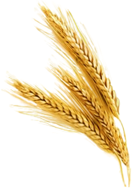 Galhos De Trigo Png - Wheat Transparent Png (400x385), Png Download