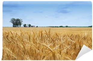 Field (400x400), Png Download