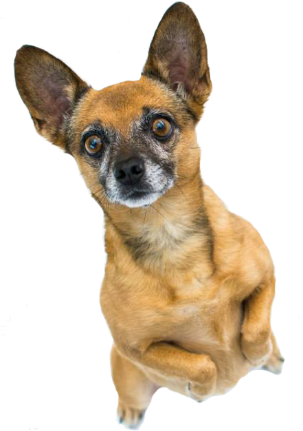 Old Dog Standing On Back Paws - Transparent Old Dog (447x640), Png Download