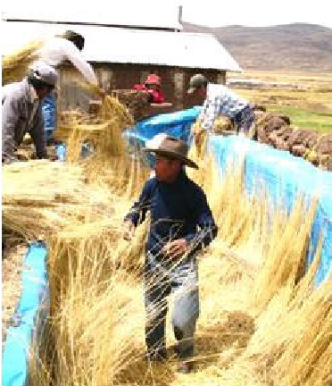 Colocación De Pasto Natural Seco Como Aislante - Insulator (470x431), Png Download