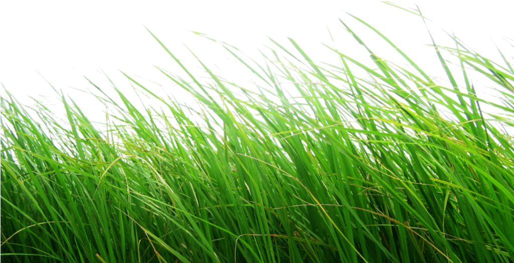 Cb Edits Grass Png (1024x1024), Png Download