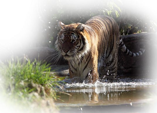 9624813786 C9362e1238 Z - Siberian Tiger (537x387), Png Download