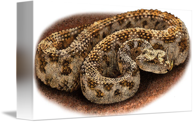 Clip Art Download Desert By Roger Hall - Desert Horned Viper Drawing (650x408), Png Download